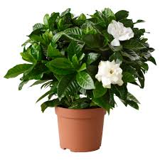 Ship Plants in a Car