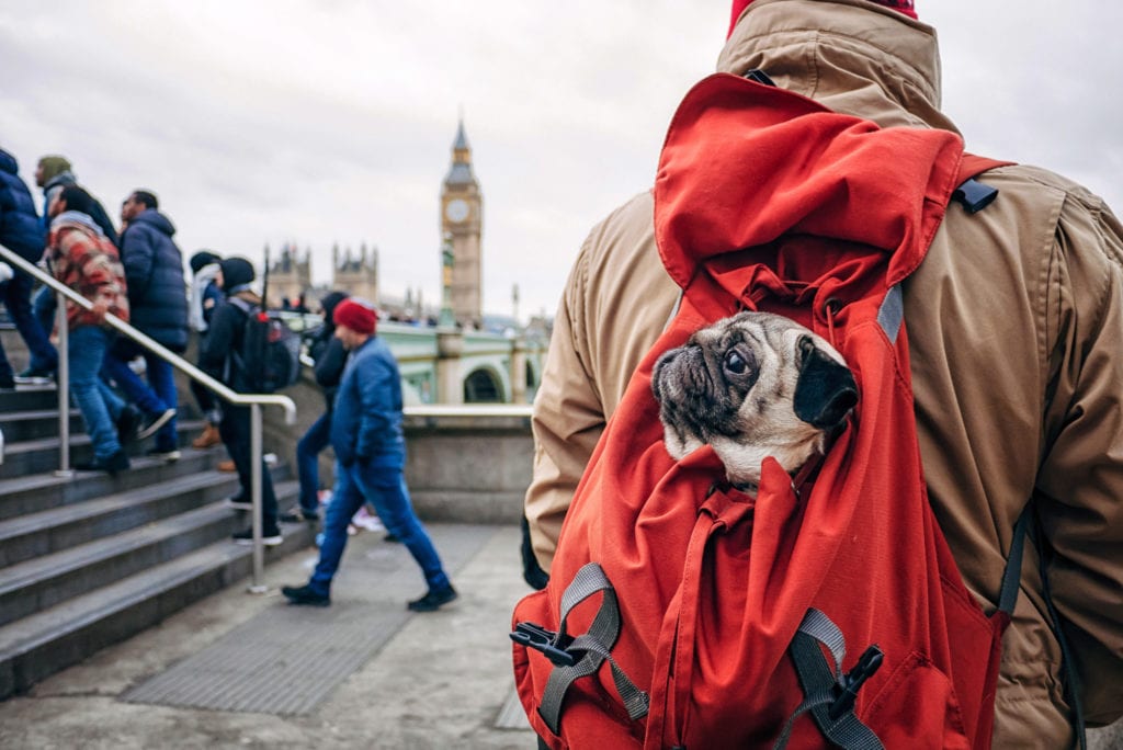 man carrying a small dog in a backpack carrier
