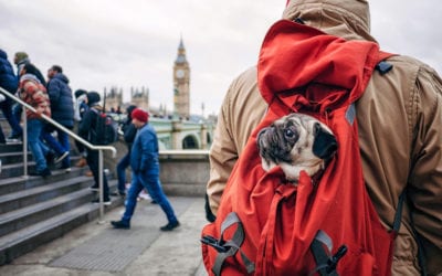 man carrying a small dog in a backpack carrier